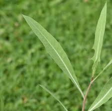 Attēlu rezultāti vaicājumam “Lactuca tatarica bud”