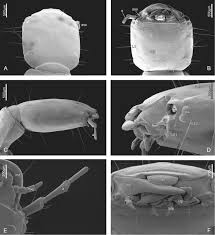 Attēlu rezultāti vaicājumam “Raphidioptera imago”