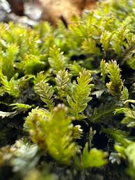 Attēlu rezultāti vaicājumam “Fissidens adianthoides”