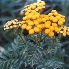 Attēlu rezultāti vaicājumam “Tanacetum vulgare flower”
