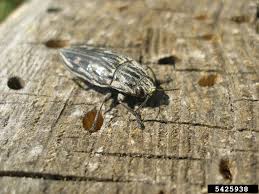 Attēlu rezultāti vaicājumam “Chalcophora mariana”