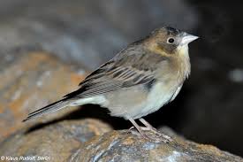 Image result for Emberiza melanocephala