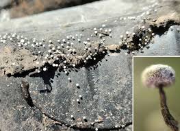 Attēlu rezultāti vaicājumam “Didymium tussilaginis macro”