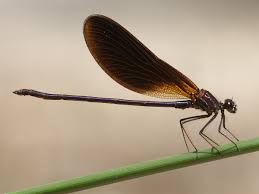 Attēlu rezultāti vaicājumam “Calopterygidae”