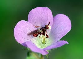 Attēlu rezultāti vaicājumam “Conopidae”