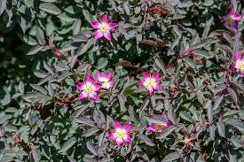 Attēlu rezultāti vaicājumam “Rosa glauca flower”