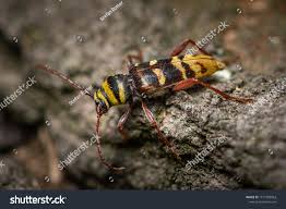 Attēlu rezultāti vaicājumam “Plagionotus detritus imago”