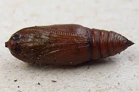 Attēlu rezultāti vaicājumam “Aethalura punctulata”