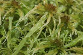 Attēlu rezultāti vaicājumam “Sphagnum angustifolium”