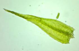 Attēlu rezultāti vaicājumam “Conardia compacta”