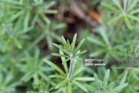 Attēlu rezultāti vaicājumam “Galium aparine leaf”
