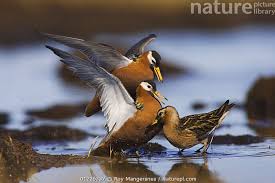 Attēlu rezultāti vaicājumam “Phalaropus fulicarius”