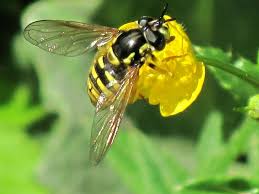 Attēlu rezultāti vaicājumam “Chrysotoxum sp.”