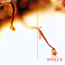 Attēlu rezultāti vaicājumam “Cribraria costata spores”