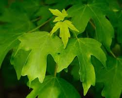Attēlu rezultāti vaicājumam “Acer campestre leaf”