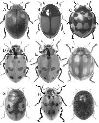 Attēlu rezultāti vaicājumam “Coccinellidae”