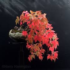 Image result for parthenocissus bonsai