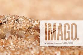 Attēlu rezultāti vaicājumam “Ephemera sp.”