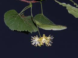 Attēlu rezultāti vaicājumam “Tilia platyphyllos subsp. cordifolia”