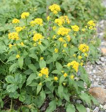 Attēlu rezultāti vaicājumam “Solidago virgaurea leaf”
