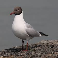 Attēlu rezultāti vaicājumam “Larus ridibundus eggs”