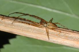 Attēlu rezultāti vaicājumam “Metellina segmentata”