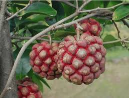 Attēlu rezultāti vaicājumam “Carex acuta fruit”