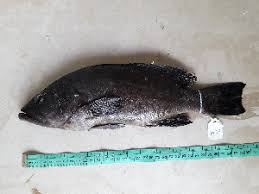 Image result for Mycteroperca rubra