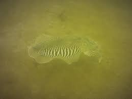 Image result for Torbay Sub-Aqua Club