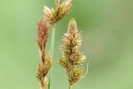 Attēlu rezultāti vaicājumam “Carex disticha”