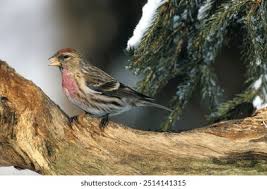 Attēlu rezultāti vaicājumam “Carduelis flammea”