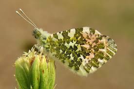 Attēlu rezultāti vaicājumam “Anthocharis cardamines underside”