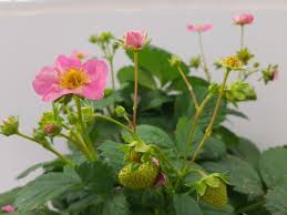 Attēlu rezultāti vaicājumam “Fragaria x ananassa flower”