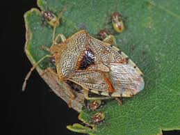 Attēlu rezultāti vaicājumam “Elasmucha grisea imago”