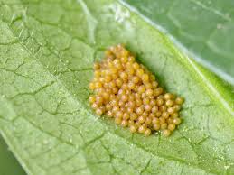 Attēlu rezultāti vaicājumam “Euphydrias aurinia”