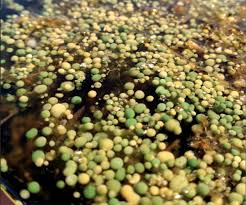 Attēlu rezultāti vaicājumam “Nostoc pruniforme”