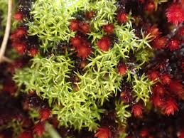 Attēlu rezultāti vaicājumam “Bryum pallens sporophyte”