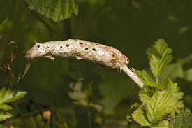 Attēlu rezultāti vaicājumam “Diastrophus rubi”