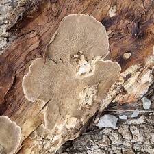 Attēlu rezultāti vaicājumam “Bjerkandera adusta”