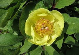 Attēlu rezultāti vaicājumam “Paeoniaceae”