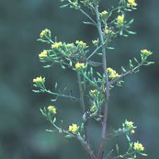 Attēlu rezultāti vaicājumam “Rorippa sylvestris”