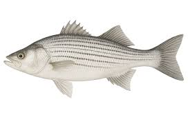 Image result for Morone chrysops