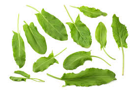 Attēlu rezultāti vaicājumam “Rumex acetosa leaf”