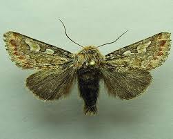 Attēlu rezultāti vaicājumam “Panolis flammea”