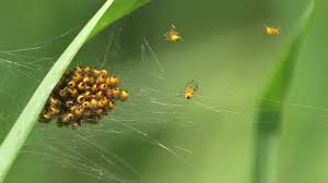 Attēlu rezultāti vaicājumam “Araneus diadematus juvenile”