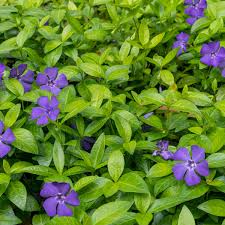 Attēlu rezultāti vaicājumam “Vinca minor leaf”