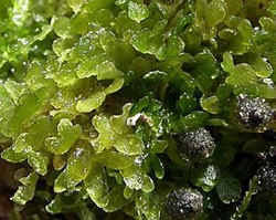 Attēlu rezultāti vaicājumam “Antitrichia curtipendula sporophyte”