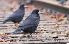 Attēlu rezultāti vaicājumam “Corvus frugilegus adult”