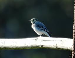 Attēlu rezultāti vaicājumam “Motacilla alba juvenile”