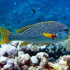 Image result for Diplodus lineatus